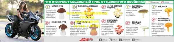 прущие грибы Абинск